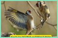 Are birds fighting or mating?