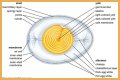 What the yolk and white are enclosed in